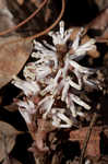 Allegheny spurge